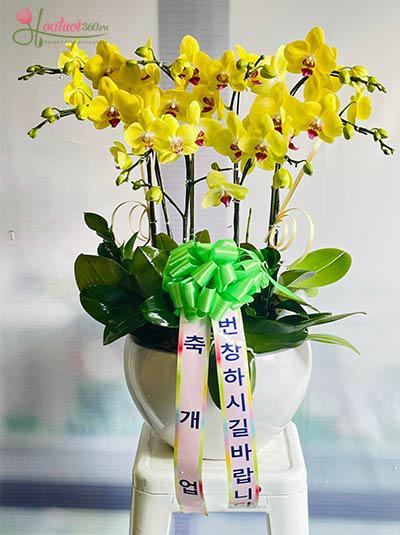 Chậu lan vàng mừng khai trương Hàn Quốc - Điều may mắn
