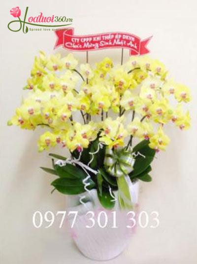 chậu lan vàng: Tưng bừng đón xuân: