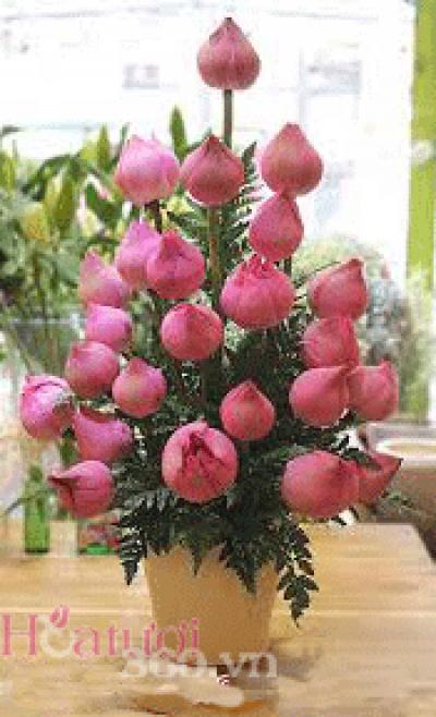 Chậu sen tặng mẹ