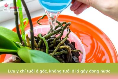 [Chi tiết] Cách trồng lan hồ điệp mới mua về nở đúng dịp tết