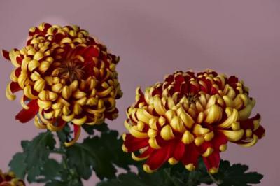 Cúc mẫu đơn hoàng gia - Nét đẹp vương giả và quyền lực