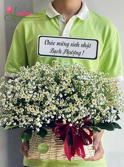 Giỏ hoa cúc tana - Si tình