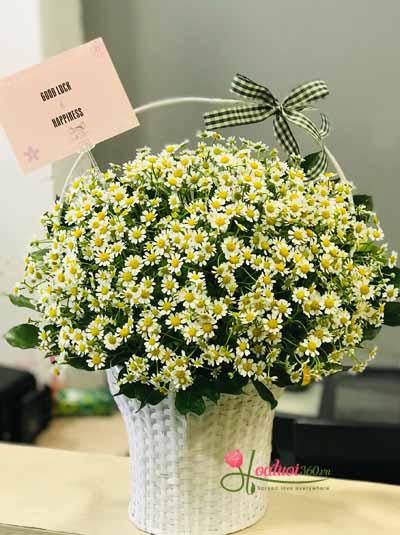 Giỏ hoa cúc tana xinh xắn
