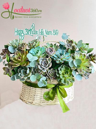 Giỏ hoa sen đá - Ngày xanh