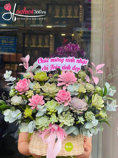 Giỏ hoa sen đá - Thu về nắng ấm