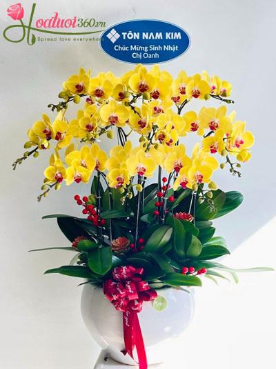 Chậu lan hồ điệp vàng - Rạng ngời