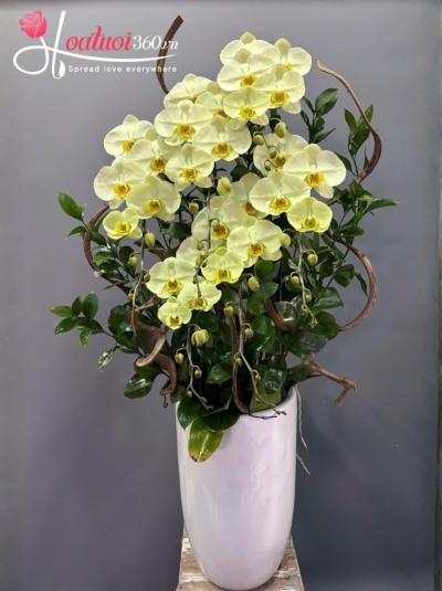 HDV - Hoàng lan kim