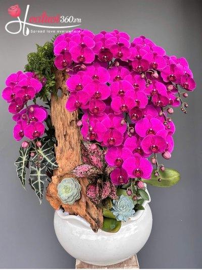 HDV - Phượng hoàng lửa