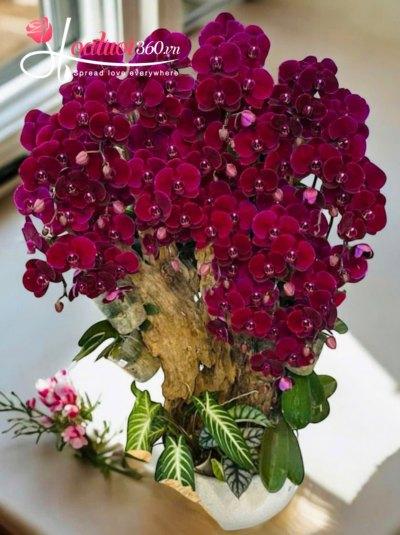 HDV - Tuyệt tác gỗ lũa