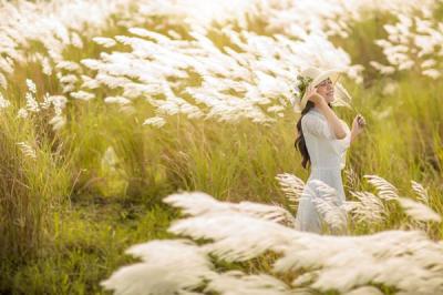 Hoa cỏ lau - Nguồn cảm hứng nghệ thuật bất tận từ thiên nhiên