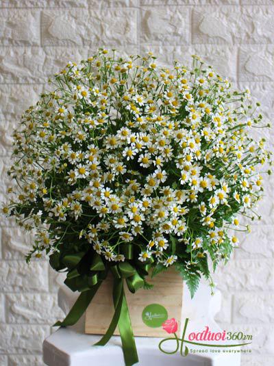 Hoa cúc tana - Thanh tao