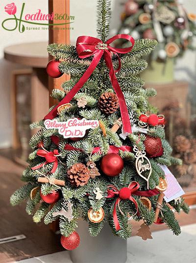 Hoa giáng sinh - Christmas yêu thương