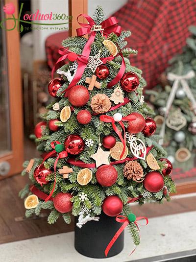 Hoa giáng sinh - Điều ước an lành