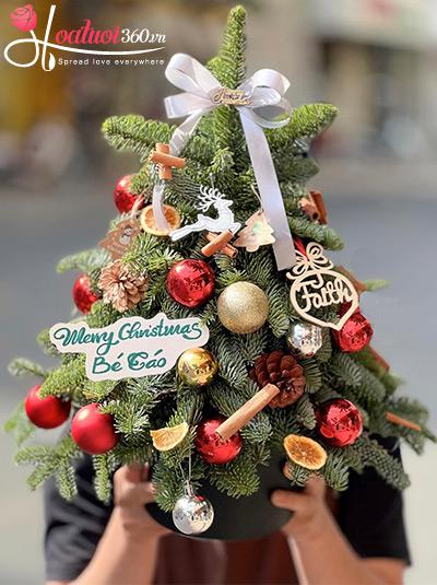 Hoa giáng sinh - Đông yêu thương