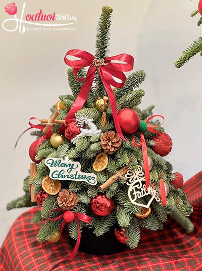 Hoa giáng sinh - First snow