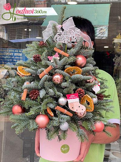 Hoa giáng sinh - Hòa nhịp chuông vang