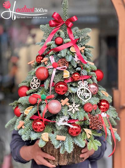 Hoa giáng sinh - Hy vọng đêm đông