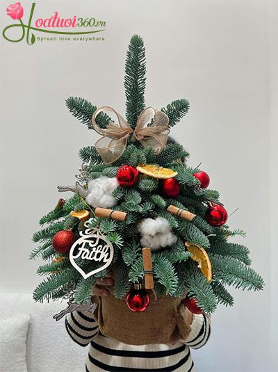 Hoa giáng sinh - Last Christmas