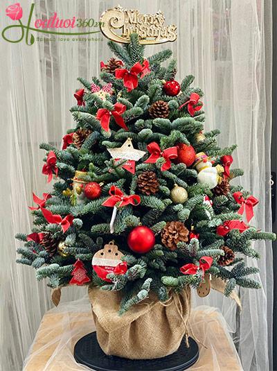 Hoa giáng sinh - Make a wish