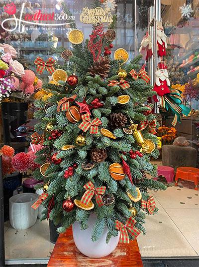 Hoa giáng sinh - Mùa đông an lành