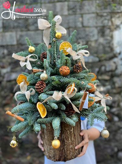 Hoa giáng sinh - Noel hạnh phúc