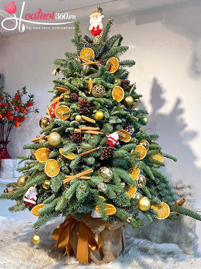 Hoa giáng sinh - Santa Claus