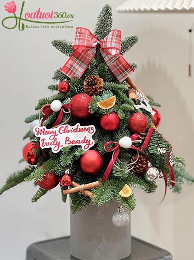 Hoa giáng sinh - Thiên thần đêm đông