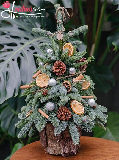 Hoa giáng sinh - Tiếng chuông ngân