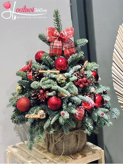 Hoa giáng sinh - Tuyết đã rơi