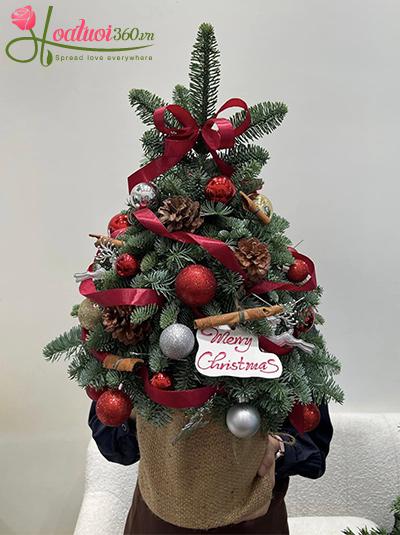 Hoa giáng sinh - Tuyết đầu mùa