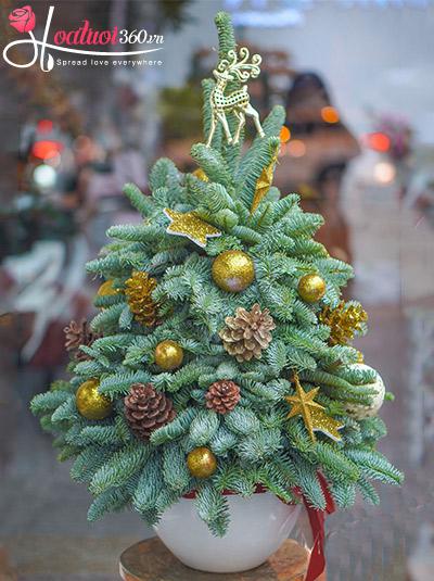 Hoa giáng sinh - Ước nguyện noel