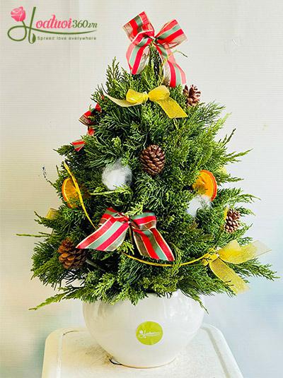 Hoa giáng sinh - Xmas yêu thương