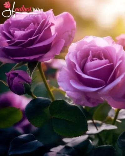 Hoa hồng tím - Sức thu hút bí ẩn cần được khám phá