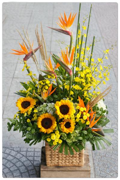 Hoa hướng dương - Món quà ý nghĩa