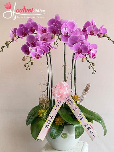 Hoa khai trương Hàn Quốc - Thuận ý thuận lộc