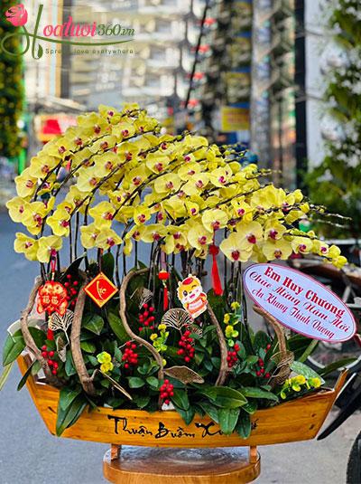 Chậu lan hồ điệp vàng - Thêm nhiều điều may
