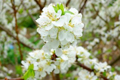 Hoa mận - Mỹ cảnh tuyệt trần giữa tiết trời lập xuân