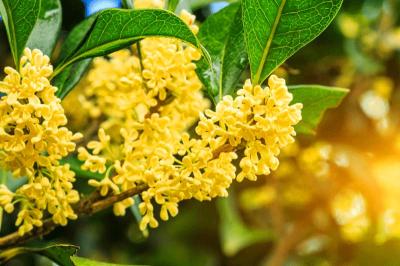 Hoa Quế: Giới Thiệu, Ý Nghĩa, Công Dụng và Cách Chăm Sóc