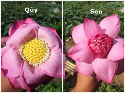 Hoa quỳ - Loài hoa hay bị nhầm lẫn với quốc hoa Việt Nam