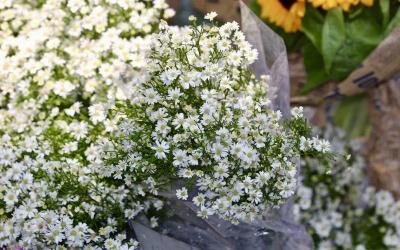 Hoa thạch thảo trắng có ý nghĩa gì?