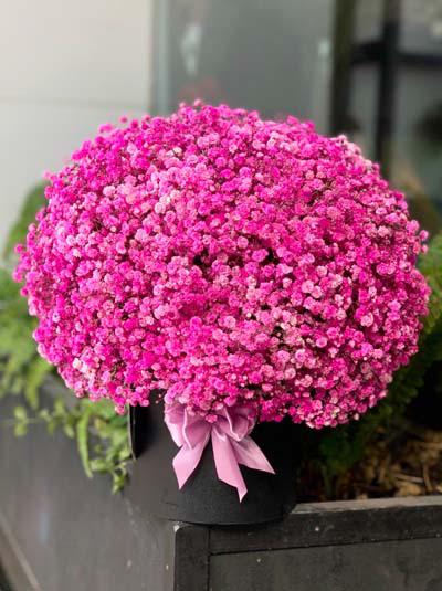 Hộp hoa baby hồng đậm