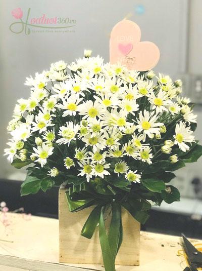 Hộp hoa cúc họa mi - Đáng yêu