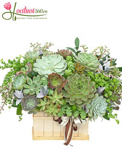 Hộp hoa sen đá - Vạn điều vui