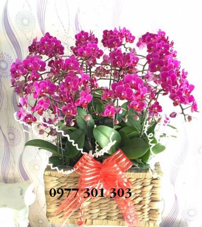 Chậu lan hồ điệp - Hạnh phúc ngọt ngào