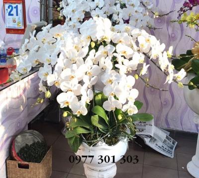 Chậu lan hồ điệp - Ánh ban mai