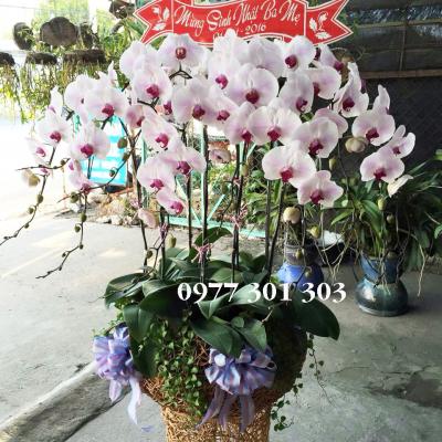 Chậu lan hồ điệp - Thanh khiết