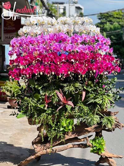 Lan hồ điệp ghép gỗ lũa - Đại phú đại lợi