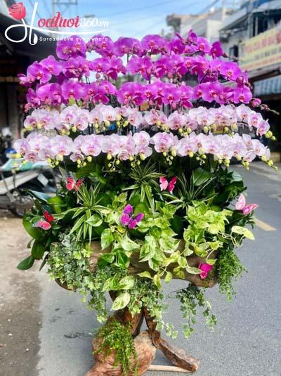 Lan hồ điệp ghép gỗ lũa - Huy hoàng rực rỡ