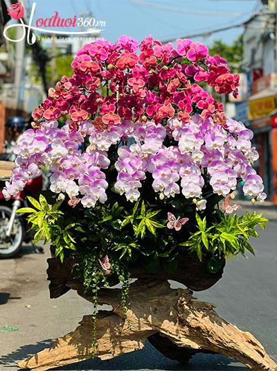 Lan hồ điệp ghép gỗ lũa - Lộc xuân nở rộ