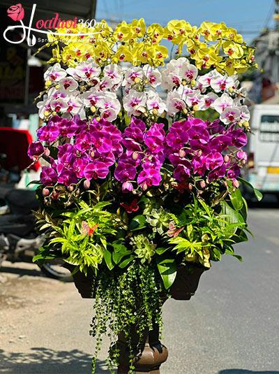 Lan hồ điệp ghép gỗ lũa - Sinh hoa đắc lợi